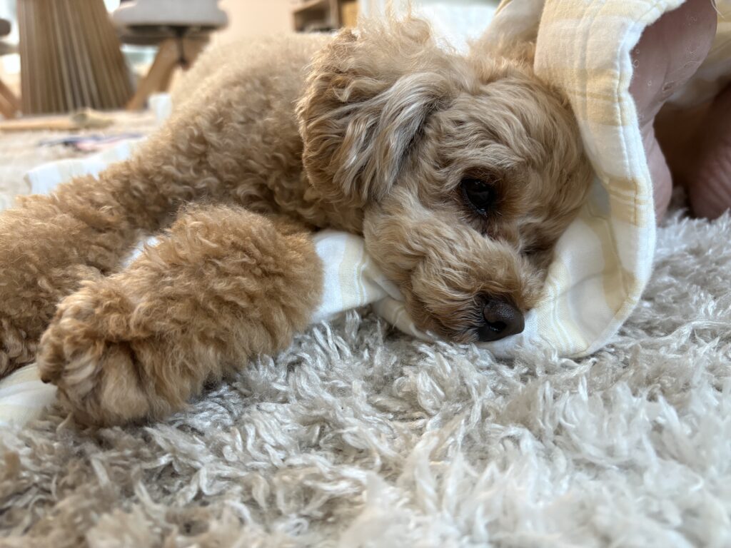 犬の老化は活性酸素が関係する？知っておきたい体のしくみ