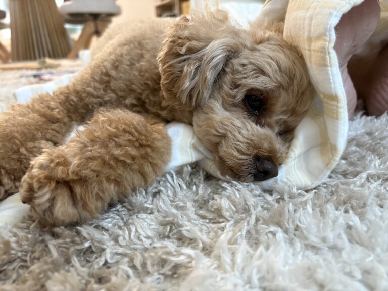 犬の老化は活性酸素が関係する？知っておきたい体のしくみ
